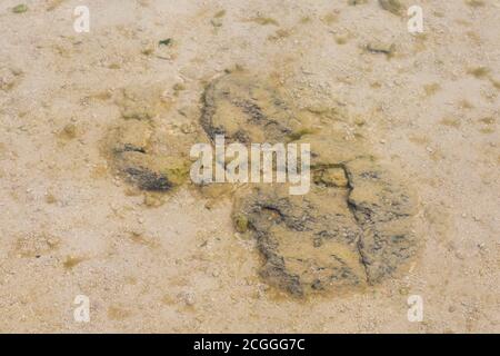 Stromatolith Al Lago Thetis, Cervantes, Australia Occidentale Foto Stock