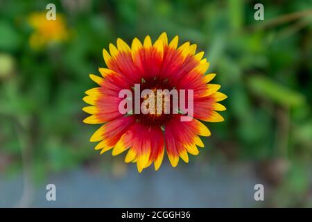 Primo piano di un fiore firewheel Foto Stock
