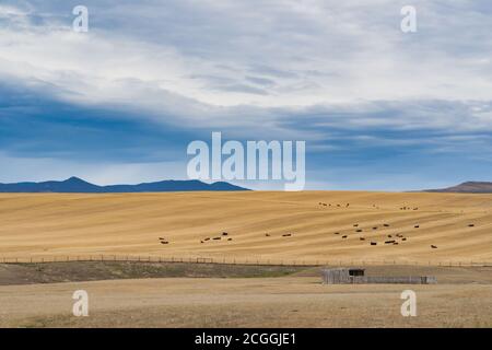 Ampi campi agricoli nell'Alberta meridionale, Canada. Foto Stock