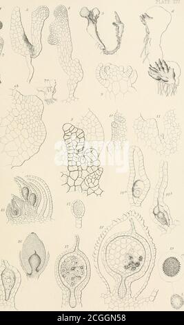 . Sulla germinazione, lo sviluppo e la fruttificazione della Cryptogamia superiore e sulla fruttificazione delle Coniferae . ■. Eofineistei Foto Stock