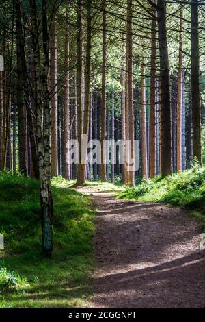 Uno dei numerosi sentieri che conducono attraverso i boschi della Riserva Naturale di Ainsdale, merseyside, Inghilterra. Foto Stock