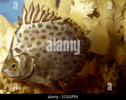 Rosso o rubino spotted scat, Scatophagus argus Foto Stock