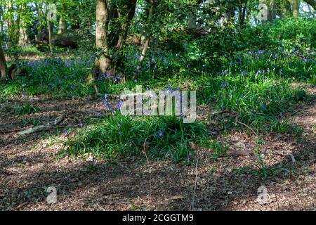 Bluebells fioritura in Highgate Wood, Londra Foto Stock