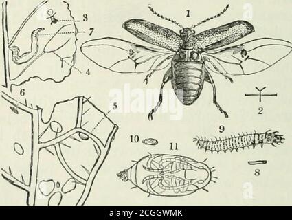 . Un manuale di insetti pregiudizievoli con metodi di prevenzione e di rimedio per i loro attacchi a colture alimentari, alberi di foresta e frutta. Alla quale si accosta una breve introduzione all'entomologia . e la forza del liquore varia così tanto che l'esperimento di thatexperiment è necessario prima dell'uso per accertare il suo potere. Gli Afidi si moltiplicano più rapidamente in condizioni di clima asciutto, e le piante che sono malate dalla siccità, dall'esaurimento per attacco di insetti, o altre cause; in modo che tutte le misure di coltivazione che tendono a produrre una crescita sana e vigorosa sono un attacco incontraffatto servibile; e dove le circostanze permettono di theapplication di liquido Foto Stock