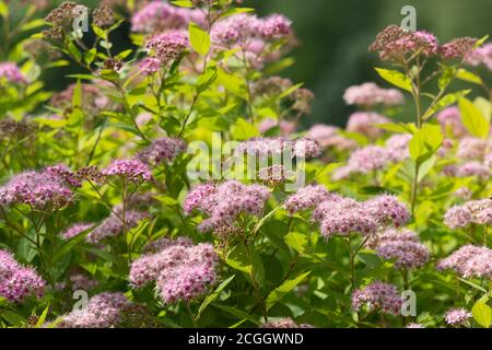 Spirea in fiore giapponese (Spiraea japonica) nel giardino estivo sunlite. Natura sfondo. Foto Stock