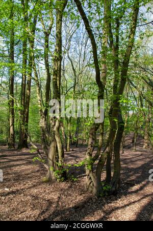 Copripice con terreno boschivo standard, Coldfall Wood, Londra Foto Stock