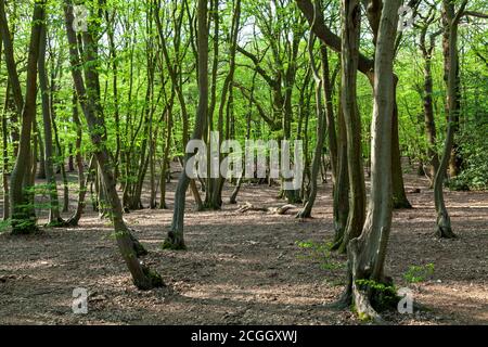 Copripice con terreno boschivo standard, Coldfall Wood, Londra Foto Stock