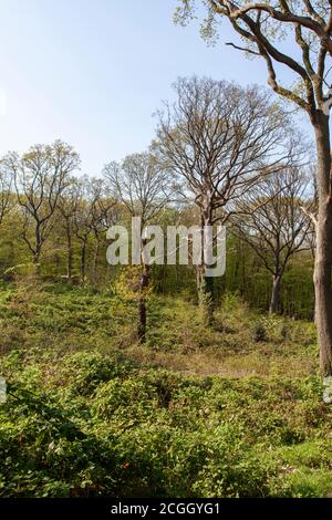 Copripice con terreno boschivo standard, Coldfall Wood, Londra Foto Stock