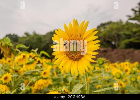 Girly girasole sfondo miele api raccolta Foto Stock