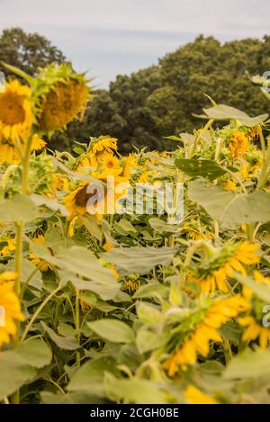 Girly girasole sfondo miele api raccolta Foto Stock