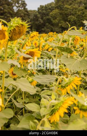 Girly girasole sfondo miele api raccolta Foto Stock