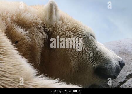 Orso polare addormentato Foto Stock