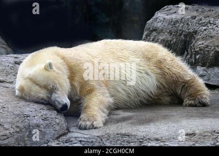 Orso polare addormentato Foto Stock