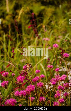 Bug in Fall Wildflowers Foto Stock