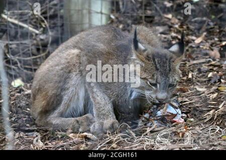 Alimentazione di Bobcat su mammifero piccolo Foto Stock