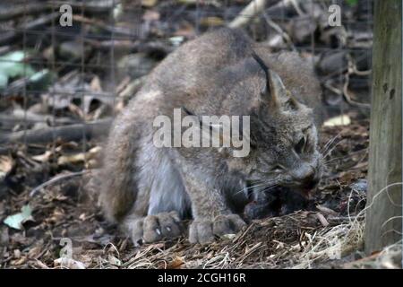 Alimentazione di Bobcat su mammifero piccolo Foto Stock