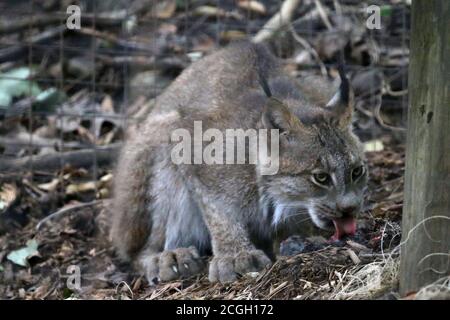 Alimentazione di Bobcat su mammifero piccolo Foto Stock