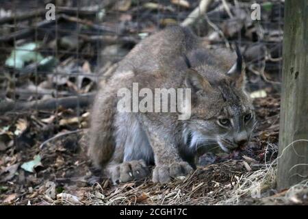 Alimentazione di Bobcat su mammifero piccolo Foto Stock