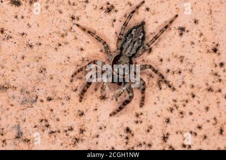 Parete grigia saltando Spider della specie Menemerus bivittatus Foto Stock