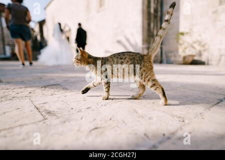 Un gatto grigio cammina sull'asfalto oltrepassando la sposa e lo sposo vicino a un edificio a due piani su uno sfondo sfocato. Foto Stock