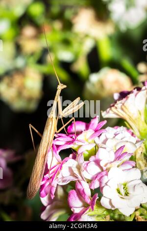 Mantis marrone in preghiera seduto su fiori viola e gialli, Città del Capo, Sud Africa Foto Stock