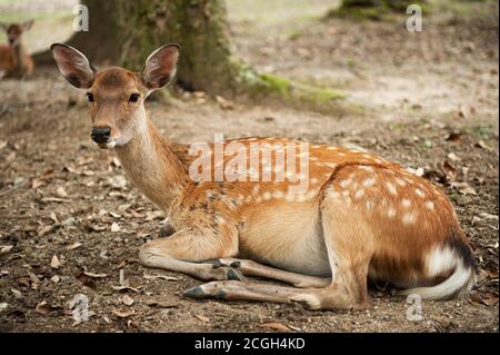 Uno dei famosi diveri sacri della sika a Nara, Giappone Foto Stock