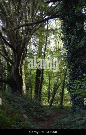 Attraverso i boschi Foto Stock