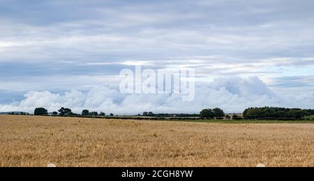 Formazione di nubi tempestoso su un campo di grano di orzo, East Lothian, Scozia, Regno Unito Foto Stock