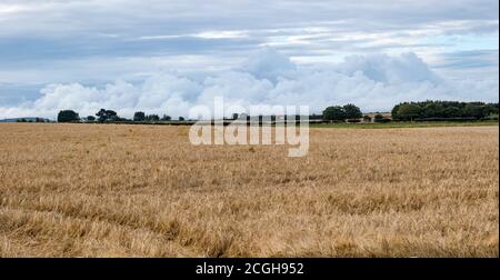 Formazione di nubi tempestoso su un campo di grano di orzo, East Lothian, Scozia, Regno Unito Foto Stock