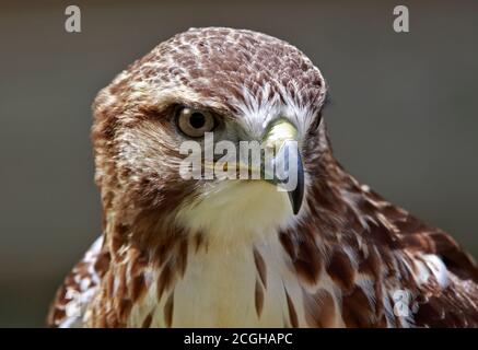 Falco ferruginosa (Buteo regalis) Foto Stock