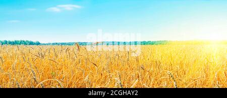 Cultivation of cereals. Beautiful rural landscape with yellow plants and blue sky. Wheat in field. Agriculture in the Altai region in Russia. Rich Foto Stock