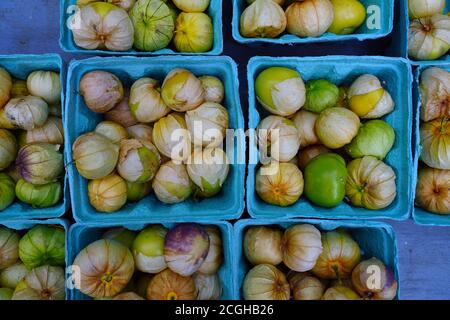 Contenitori di tomatillo verde (pomodoro di buccia messicano) Foto Stock