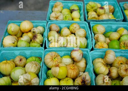 Contenitori di tomatillo verde (pomodoro di buccia messicano) Foto Stock