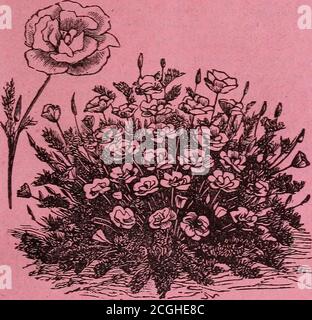 . Hovey & Co's Illustrated Seed Catalogue for 1882 . ure 25 Thomass American Fruit Culturist 3.75 Villes Chemical concures 50 Warders Hedges and Evergreens 1.50 White Cranberry Culture 1.25 White Gardening for the South 2.00 Williamss Window Gardening 1.50 Tillinghasts Manuale delle piante vegetali. – un lavoro prezioso per la coltivazione precoce e latevegetable per il mercato, la forzatura sotto vetro e la gestione di hot-bed fuoco, la cultura di Asparagi, fragole, ecc. 75 centesimi. Sedano e cavolo Raisers Guida.- UN trattato completo e pratico sulla crescita andKeeping sedano e cavolo; come distruggere il CA Foto Stock