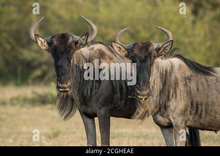 Blue wildebeest gnu fotografato durante la grande migrazione nella riserva Maasai Mara in Kenya. Foto Stock