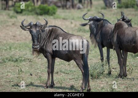 Blue wildebeest gnu fotografato durante la grande migrazione nella riserva Maasai Mara in Kenya. Foto Stock