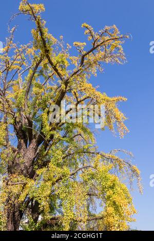 Big ginkgo biloba albero in autunno contro cielo blu, concetto di fondo stagione autunno Foto Stock