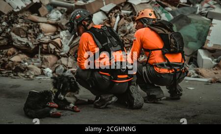 Il cane cileno della squadra di salvataggio ha rilevato segni di vita sotto le macerie di un edificio che è crollato nel massiccio esplosione 30 giorni dopo Foto Stock