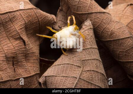 Uccello sterco ragno (Cyrtarachne sp.) che assomiglia ad un mucchio di sterco di uccello. Foto Stock