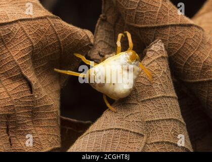 Uccello sterco ragno (Cyrtarachne sp.) che assomiglia ad un mucchio di sterco di uccello. Foto Stock