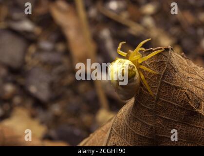 Uccello sterco ragno (Cyrtarachne sp.) che assomiglia ad un mucchio di sterco di uccello. Foto Stock