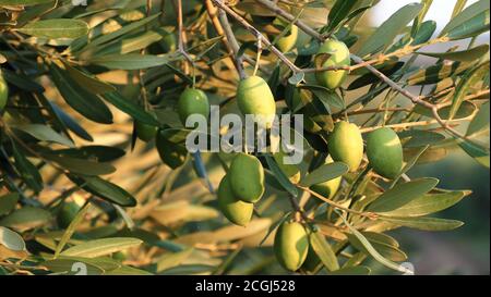 Le olive sui rami dell'ulivo Foto Stock