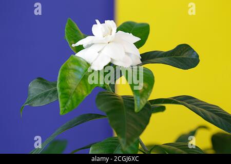 Fiori bianchi di gardenia su sfondo blu e giallo Foto Stock