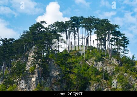 Viaggia attraverso le montagne montenegrine in Europa, con vedute di splendidi paesaggi con la natura e le foreste, strade vuote di alta qualità, turismo estivo Foto Stock