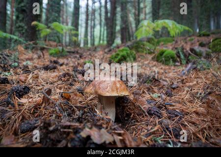 Boletus Edulis nella pineta circondata da felci, Sierra de Guadarrama National Park. A Madrid e Segovia, Spagna Foto Stock