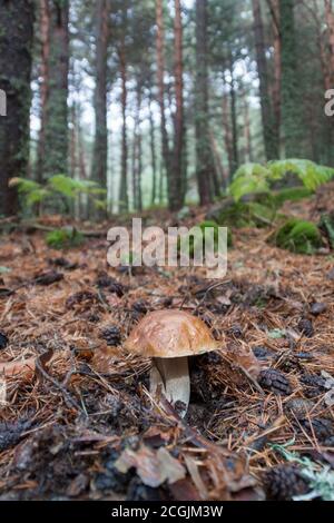 Boletus Edulis nella pineta circondata da felci, Sierra de Guadarrama National Park. A Madrid e Segovia, Spagna Foto Stock