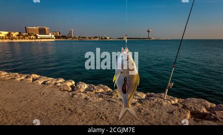 Big Fish catture alla Corniche al-Khobar in Arabia Saudita. Foto Stock