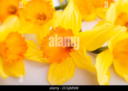 narcissus bunch soft focus macro su bianco Foto Stock