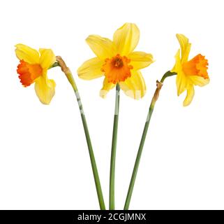 narciso isolato su sfondo bianco Foto Stock