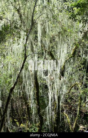 Decorazione di Halloween - i drappeggi di lichen della barba dagli alberi, generando un aspetto inquietante. Armstrong Woods state Natural Reserve, Guerneville, California, Stati Uniti Foto Stock